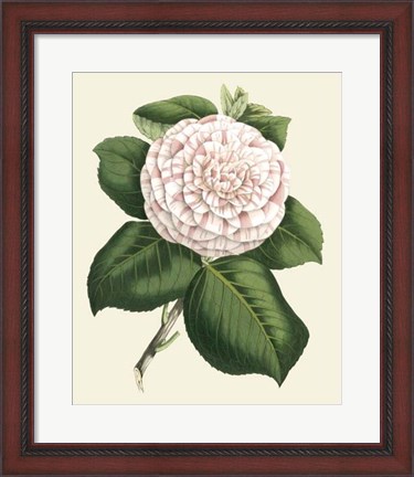 Framed Antique Camellia IV Print
