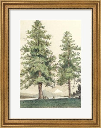 Framed Majestic Pine II Print