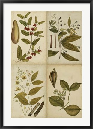 Framed Botanical Montage I Print