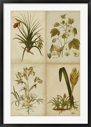 Framed Botanical Montage II Print