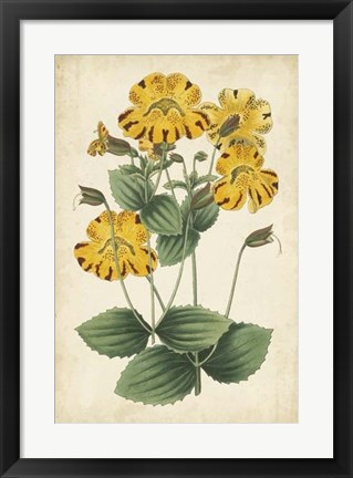 Framed Botanical Display I Print