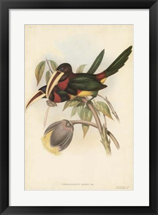 Framed Tropical Toucans VIII Print