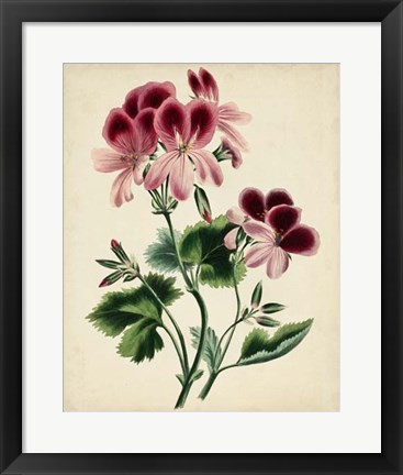 Framed Nature&#39;s Romance IV Print