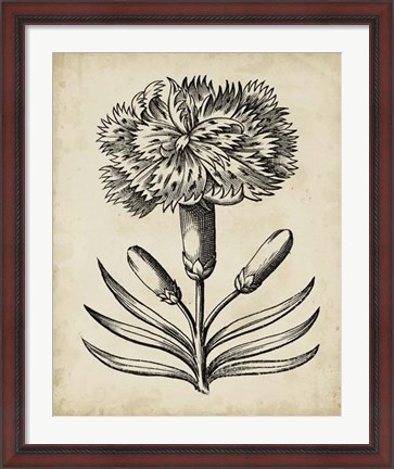 Framed Distinguished Floral II Print