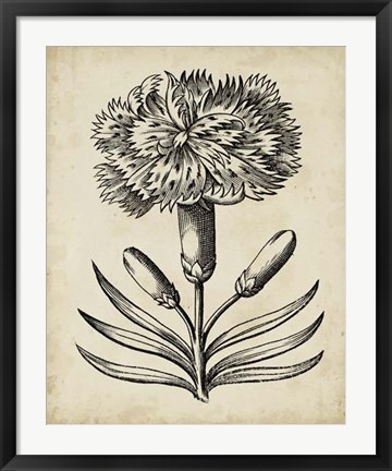 Framed Distinguished Floral II Print