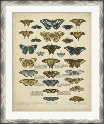 Framed Tabula de Papilio Print
