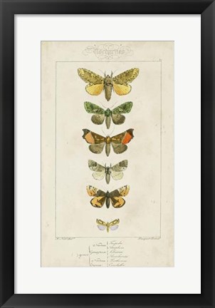 Framed Pauquet Butterflies II Print