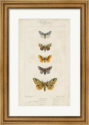 Framed Pauquet Butterflies IV Print