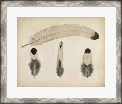 Framed Vintage Feathers V Print