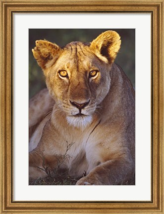 Framed Lioness Tanzania Africa Print
