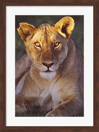 Framed Lioness Tanzania Africa Print