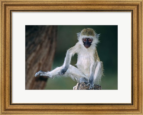 Framed Vervet Monkey Kenya Africa Print