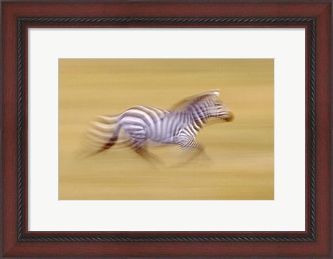 Framed Zebra in Motion Kenya Africa Print