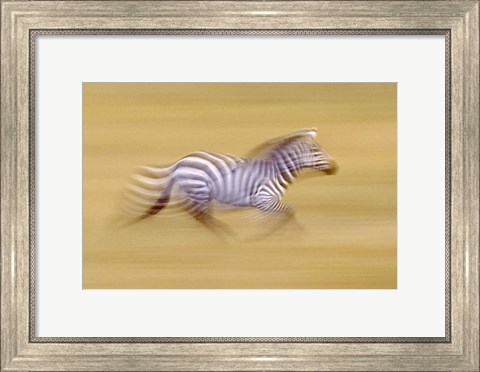 Framed Zebra in Motion Kenya Africa Print