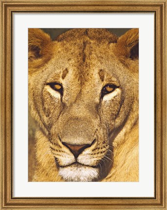 Framed Close-up of a lioness, Tanzania Print
