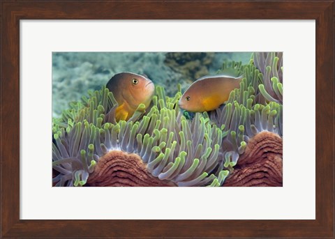 Framed Two Skunk Anemone fish and Indian Bulb Anemone Print
