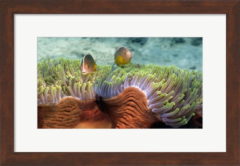 Framed Skunk Anemone and Indian Bulb Anemone Print