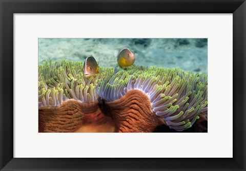 Framed Skunk Anemone and Indian Bulb Anemone Print