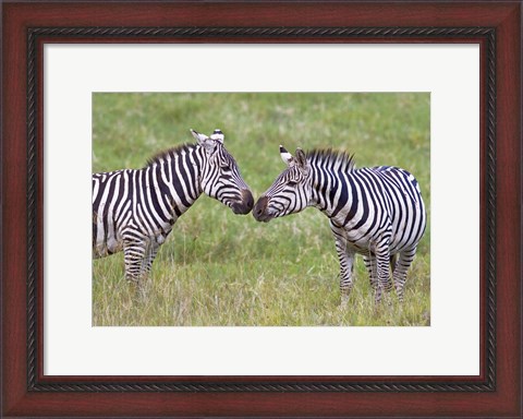 Framed Side profile of two zebras touching their snouts, Ngorongoro Crater, Ngorongoro Conservation Area, Tanzania Print