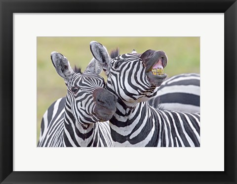 Framed Close-up of two zebras, Ngorongoro Crater, Ngorongoro Conservation Area, Tanzania Print