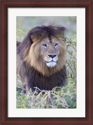 Framed Close-up of a Black maned lion, Ngorongoro Crater, Ngorongoro Conservation Area, Tanzania Print