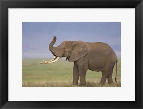 Framed Side profile of an African elephant standing in a field, Ngorongoro Crater, Arusha Region, Tanzania (Loxodonta africana) Print