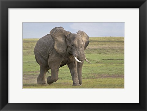 Framed African elephant (Loxodonta Africana) running in a field, Ngorongoro Crater, Arusha Region, Tanzania Print