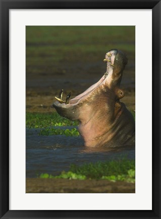 Framed Hippopotamus Yawning, Lake Manyara, Arusha Region, Tanzania Print