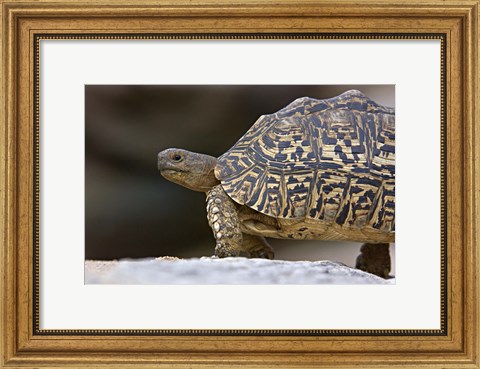 Framed Close-up of a Leopard tortoise, Tarangire National Park, Arusha Region, Tanzania (Geochelone pardalis) Print