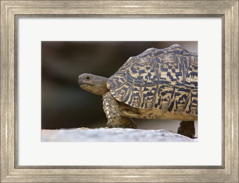 Framed Close-up of a Leopard tortoise, Tarangire National Park, Arusha Region, Tanzania (Geochelone pardalis) Print