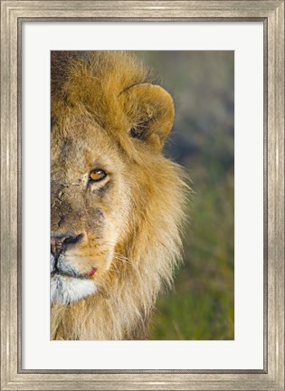 Framed Close-up of a lion, Ngorongoro Conservation Area, Arusha Region, Tanzania (Panthera leo) Print
