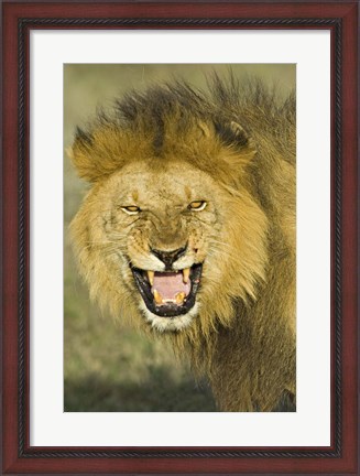 Framed Close-up of a lion roaring, Ngorongoro Conservation Area, Arusha Region, Tanzania (Panthera leo) Print