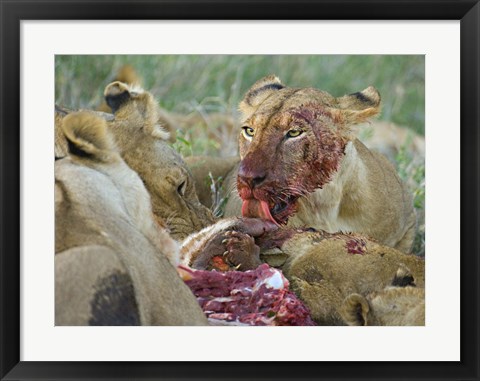 Framed Four lioness eating a kill, Ngorongoro Conservation Area, Arusha Region, Tanzania (Panthera leo) Print