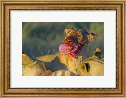 Framed Close-up of a lioness eating a zebra liver, Ngorongoro Conservation Area, Arusha Region, Tanzania (Panthera leo) Print