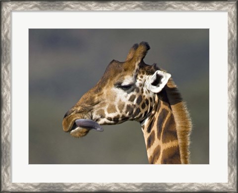Framed Close-up of a Rothschild&#39;s giraffe, Lake Nakuru, Kenya (Giraffa camelopardalis rothschildi) Print