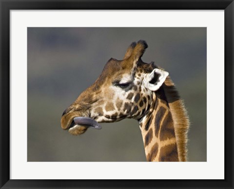Framed Close-up of a Rothschild&#39;s giraffe, Lake Nakuru, Kenya (Giraffa camelopardalis rothschildi) Print