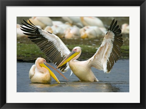 Framed Two Great white pelicans wading in a lake, Lake Nakuru, Kenya (Pelecanus onocrotalus) Print