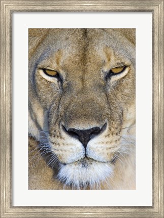 Framed Close-up of a lioness, Masai Mara National Reserve, Kenya (Panthera leo) Print