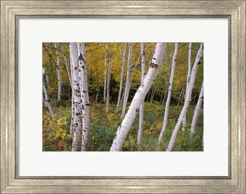 Framed White Birch Trees Print