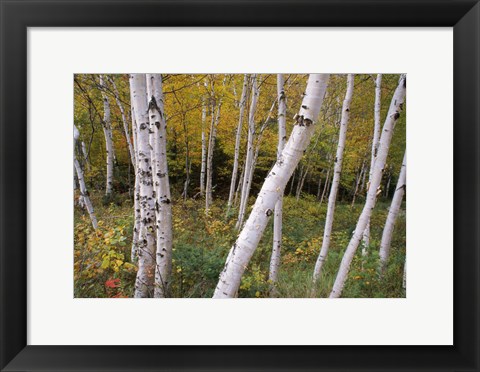 Framed White Birch Trees Print