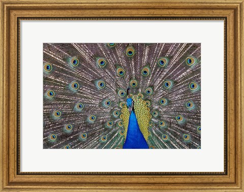 Framed Peacock bird displaying feathers, portrait. Print