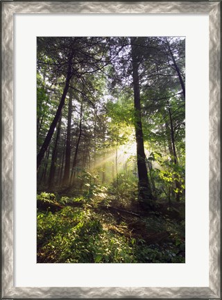 Framed Sunbeams in dense forest, Great Smoky Mountains National Park, Tennessee, USA. Print