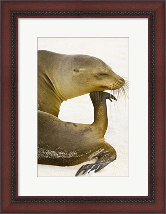 Framed Galapagos Sea Lion (Zalophus wollebaeki), Galapagos Islands, Ecuador Print