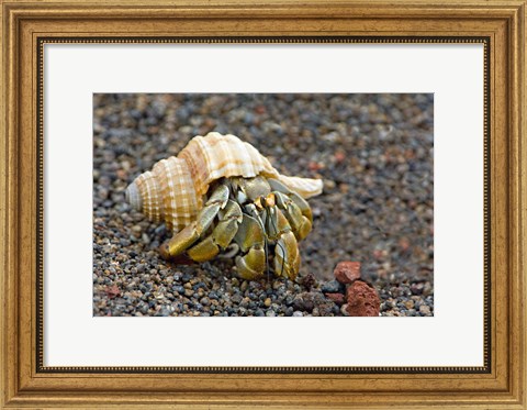 Framed Close-up of a Hermit crab (Coenobita clypeatus), Galapagos Islands, Ecuador Print