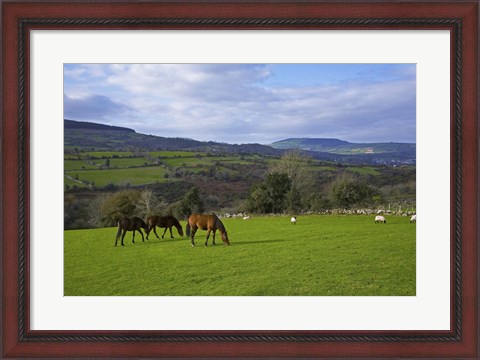 Framed Horses and Sheep in the Barrow Valley, Near St Mullins, County Carlow, Ireland Print