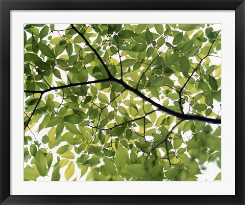 Framed Backlit green tree branch Print