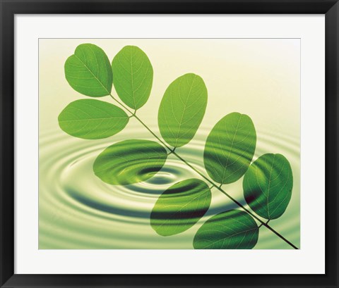 Framed Green leafy branch superimposed on green water ripples Print
