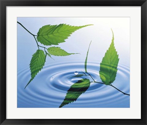 Framed Two branches with green leaves floating above blue water ripples Print