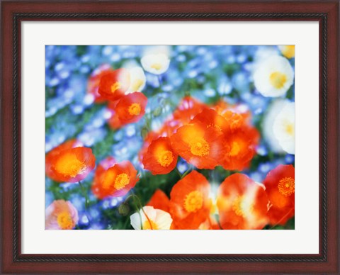 Framed Kaleidoscopic flowers in blues, orange and white Print