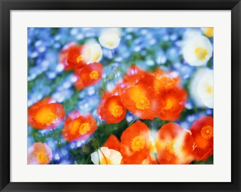 Framed Kaleidoscopic flowers in blues, orange and white Print